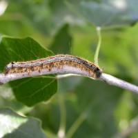 Brown-tail Moth